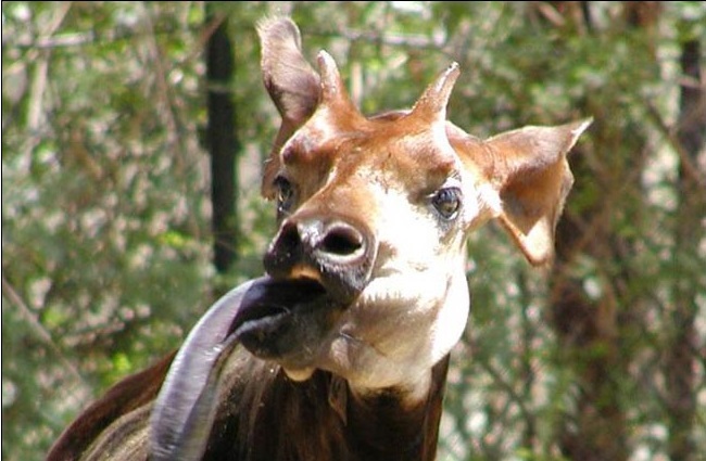 خليط بين الزرافة والحمار الوحشي والكنغر.. حيوان الأوكابي ثلاثة في واحد