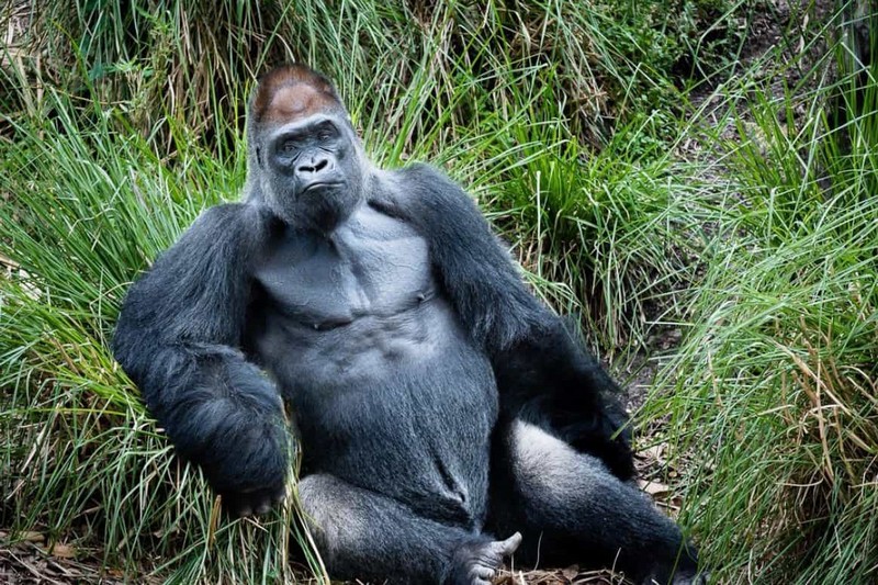 رواد يودعون أكبر غوريلا معمرة في العالم اسمها "دليلة" وشخصيتها محبوبة