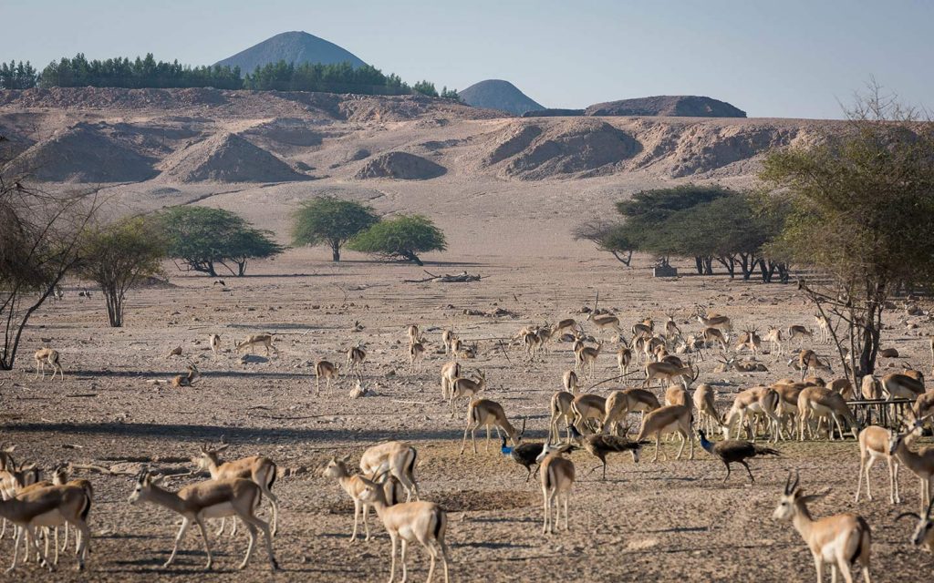 جزيرة صير بني ياس أبوظبي "أفضل وجهة سياحية مستدامة"