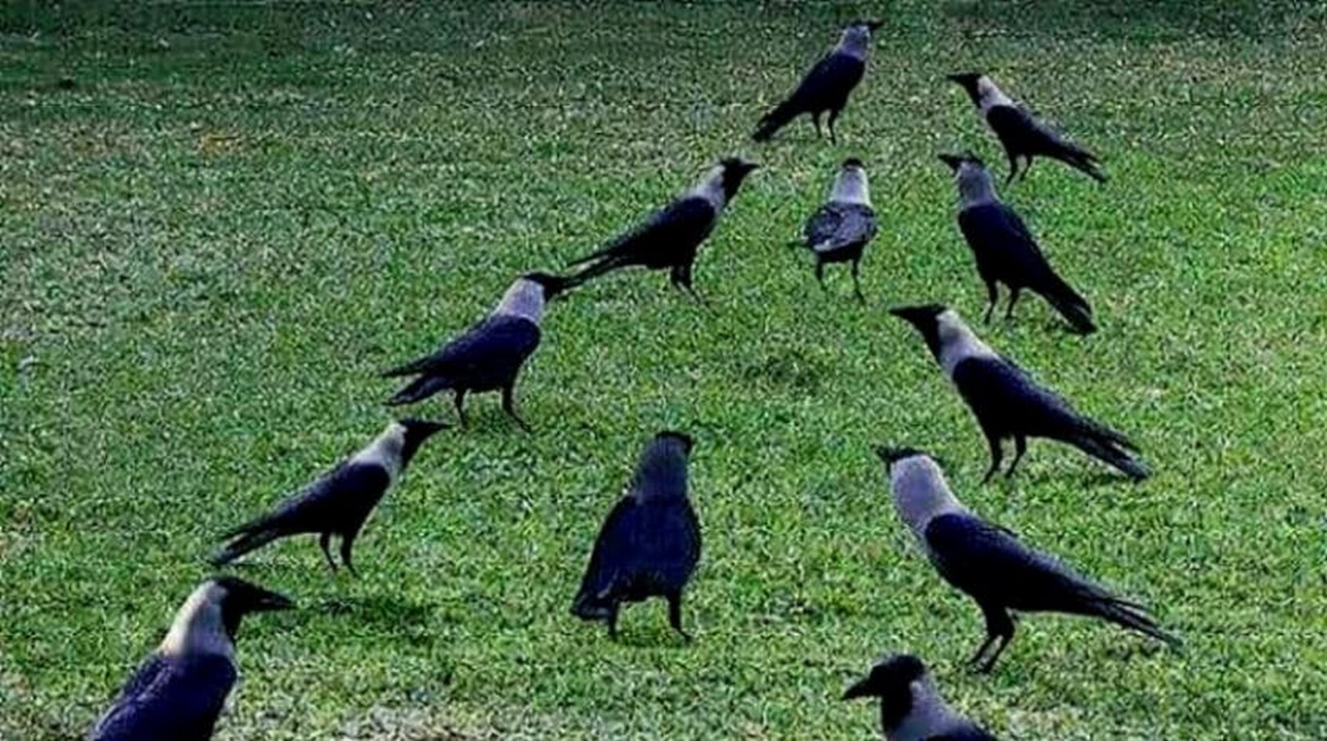 في السويد.. الغربان عمال نظافة مقابل الطعام