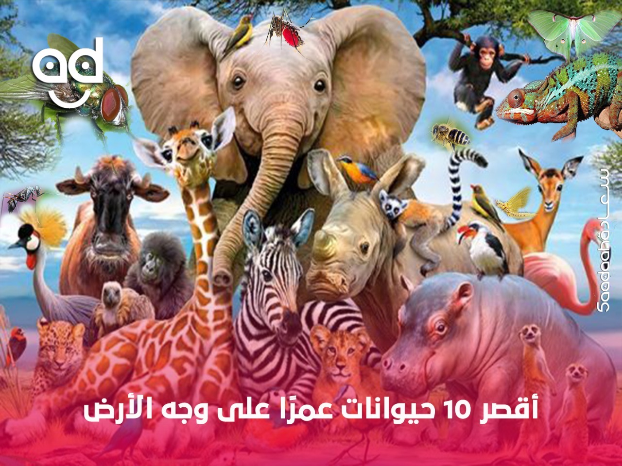 أقصر 10 حيوانات عمرًا على وجه الأرض