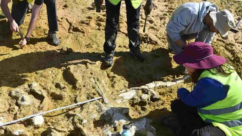 عواصف الشتاء تكشف أحافير حوتين عمرهما 10 ملايين عام على ساحل برتغالي