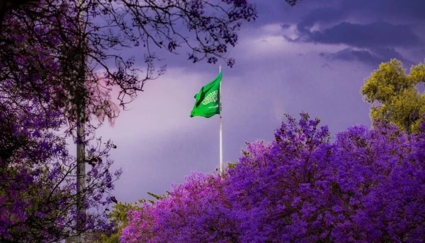 أبها السعودية تتفتح بلون البنفسج.. والجاكرندا ترسم على طرقاتها لوحات لا تُنسى