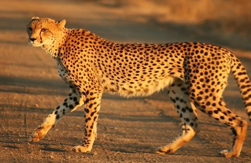 اكتشاف فريد في السعودية.. العثور على مومياوات طبيعية لفهود داخل كهوف شمال البلاد