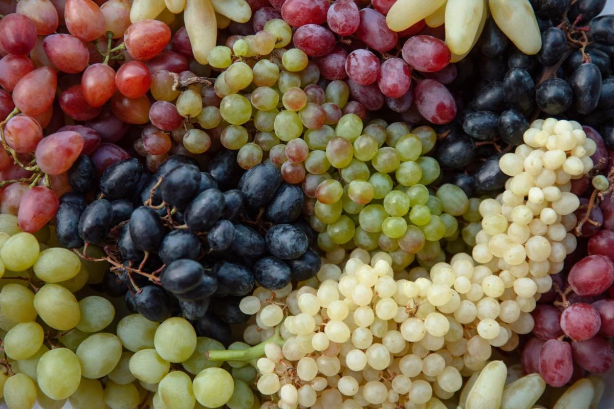العنب.. فوائد مذهلة وكنز غذائي يعزز المناعة ويحارب الأمراض