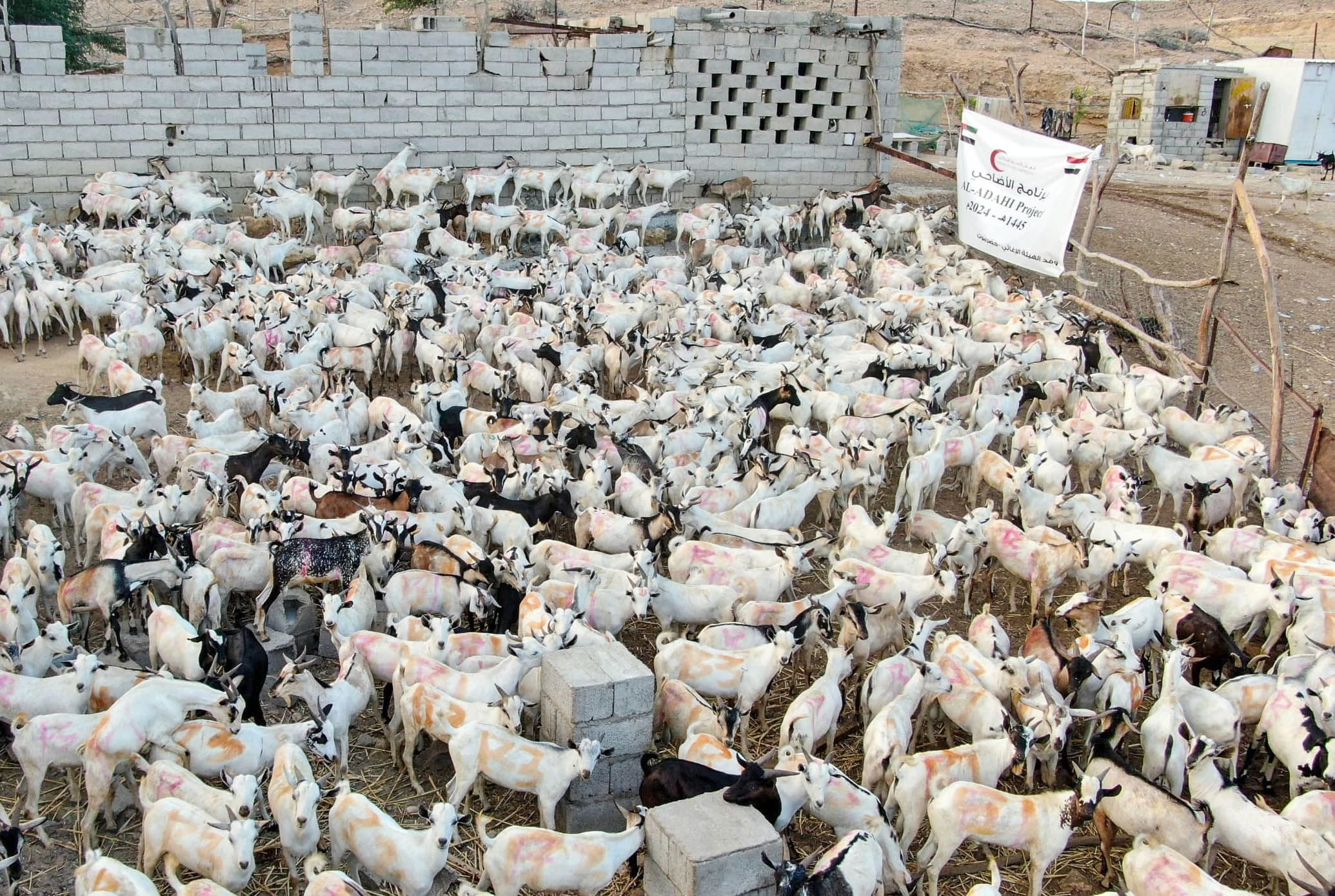"الإمارات للإفتاء" يوضح أنواع الأنعام المخصصة للأضاحي