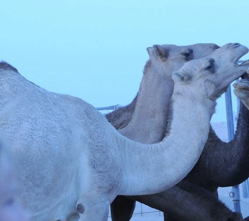 الإمارات تقود اعتماد أول مواصفة دولية لحليب النوق المبستر