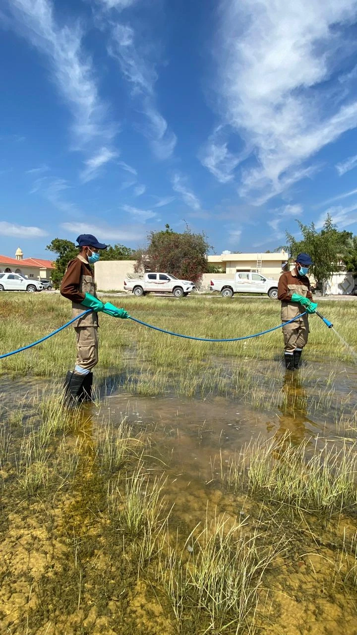 بلدية أم القيوين تكثّف حملات مكافحة البعوض بعد الأمطار