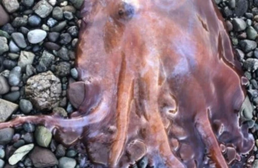 لغز من أعماق البحر.. أخطبوط بسبعة أذرع يثير دهشة الصيادين في السويد