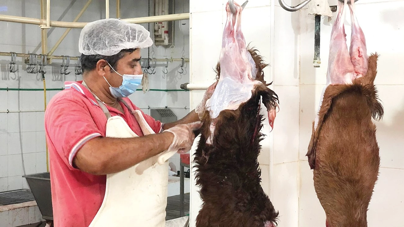 مقاصب بلدية أم القيوين تستقبل أكثر من 2450 أضحية خلال أيام عيد الأضحى المبارك