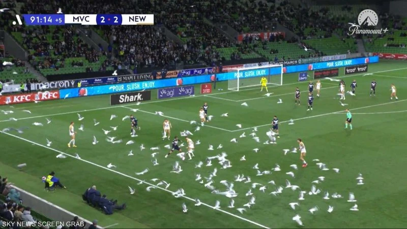 مشهد استثنائي.. أسراب طيور تقتحم ملعب مباراة كرة قدم في أستراليا