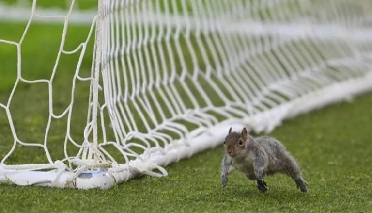 واقعة طريفة.. سنجاب يفرض التوقف على مباراة في دوري الدرجة الأولى الإنجليزي (فيديو)