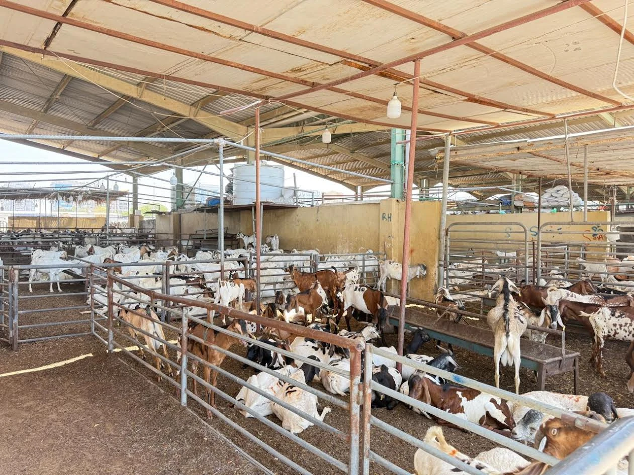 وزارة الصحة: 12 خطوة لتجنب العدوى أثناء ذبح الأضاحي